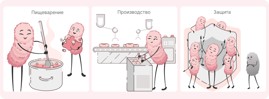 Функции микрофлоры человека