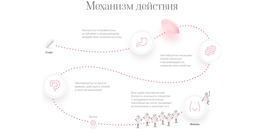 Механизм действия лактобактерий