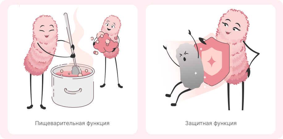 Функции лактобактерий