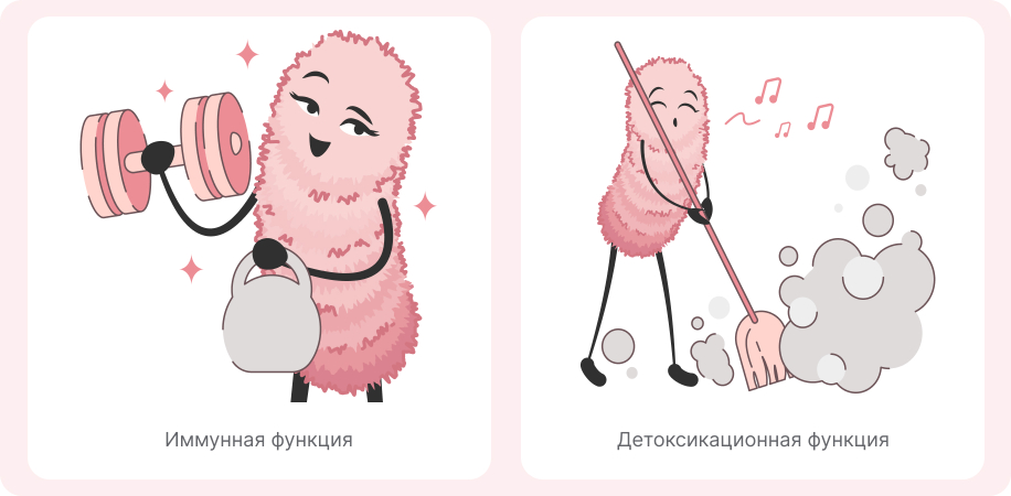 Функции лактобактерий